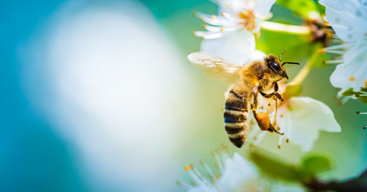 Bienen schützen im Garten – Tipps für Zollernalbkreis