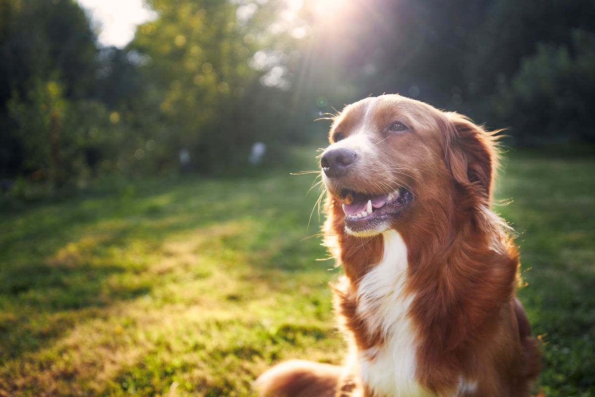 Hund vermisst — Erste Schritte im Zollernalbkreis