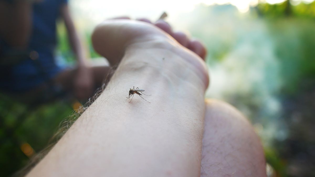 Insektenstiche im Zollernalbkreis: Erste Hilfe und Vorbeugun