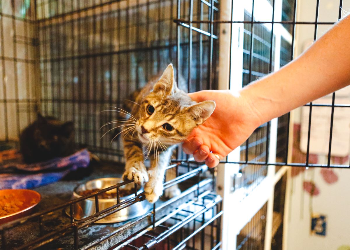 Katze mikrochippen — Sicherheit im Zollernalbkreis