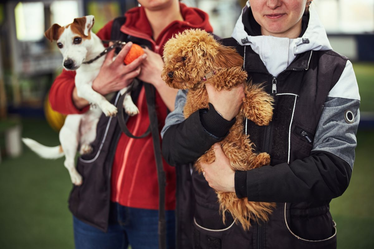 Tier adoptieren im Zollernalbkreis – Tierheim statt Züchter